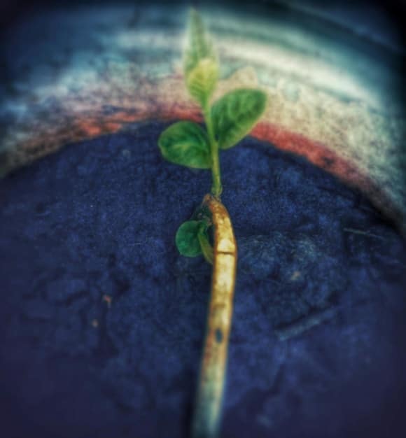 A close-up shot of a seedling pushing through cracked earth, symbolizing growth and resilience in the face of adversity. The background is blurred, creating a sense of focus on the seedling.