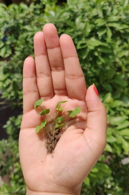 A detailed close-up of a hand planting a seedling in fertile soil, with a blurred background of a green field. Symbolizes sustainable agriculture and carbon sequestration.